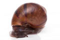 Achatina achatina achatina Nigeria F1 typ 2 juvenil